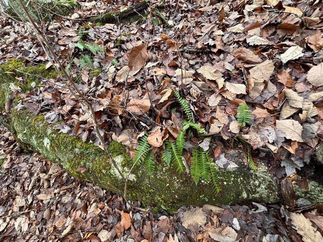 3699 Crockett Pointe, Jasper, TN 37347