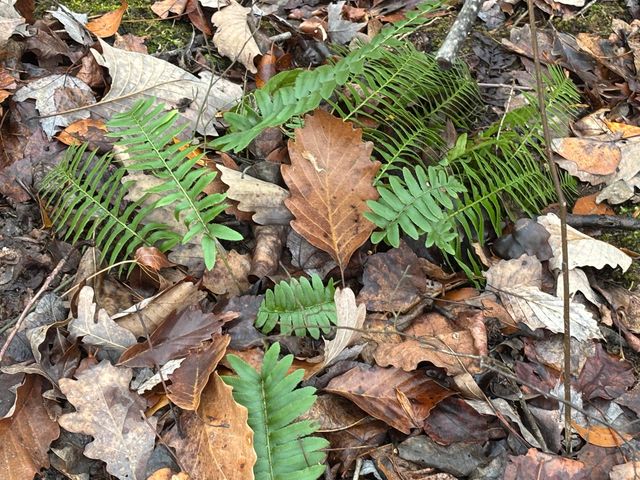 3699 Crockett Pointe, Jasper, TN 37347