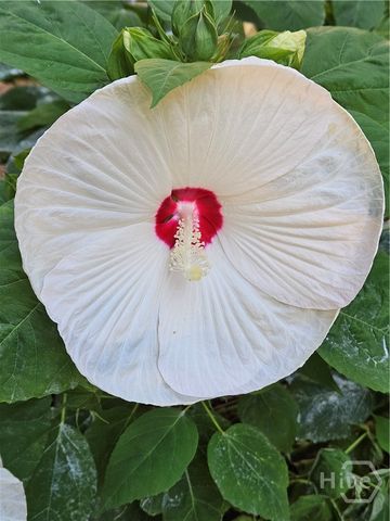 295 Blue Heron Drive, Athens, GA 30605