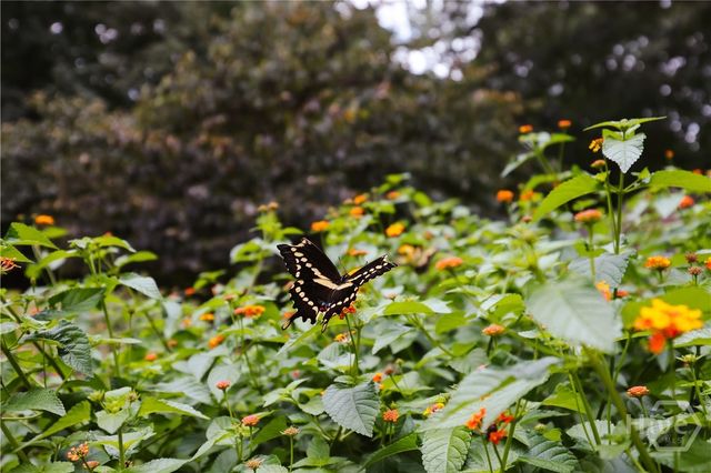 295 Blue Heron Drive, Athens, GA 30605