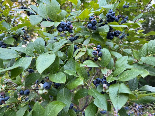 60 North Wakefield Road, Wolfeboro, NH 03894