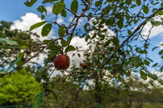 300 Partners Drive, Seymour, MO 65746