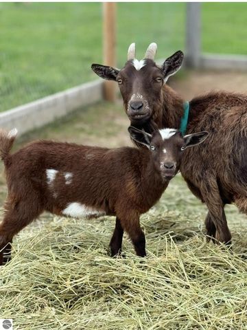 2526 Lake Ann Road, Interlochen, MI 49643