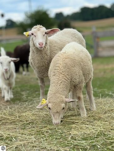 2526 Lake Ann Road, Interlochen, MI 49643