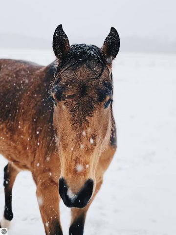 2526 Lake Ann Road, Interlochen, MI 49643