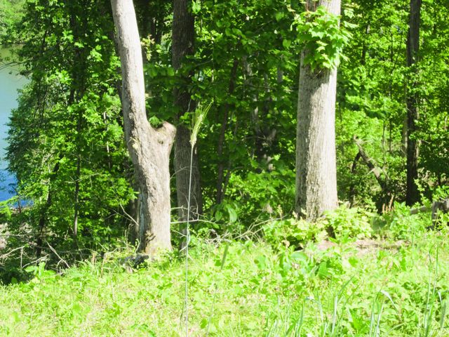 LOT 70 WASHBURN CT, Hardy, VA 24101