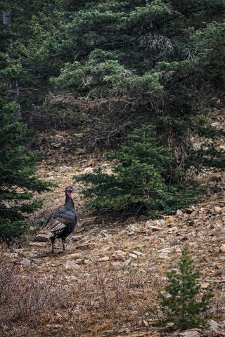 233&235 County Rd 542, Gardner, CO 81040