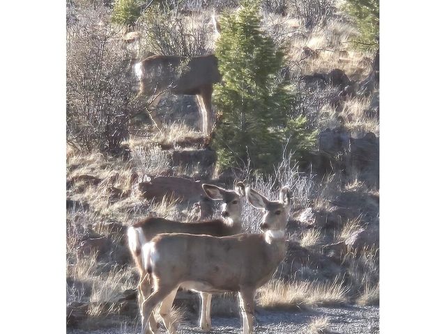 229 Ladigo Ln, Hartsel, CO 80449