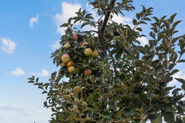 10880 Valley Drive, Plymouth, CA 95669