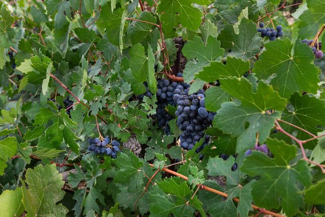 10880 Valley Drive, Plymouth, CA 95669