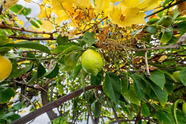 900 Golden Wheel Park Drive 66, San Jose, CA 95112