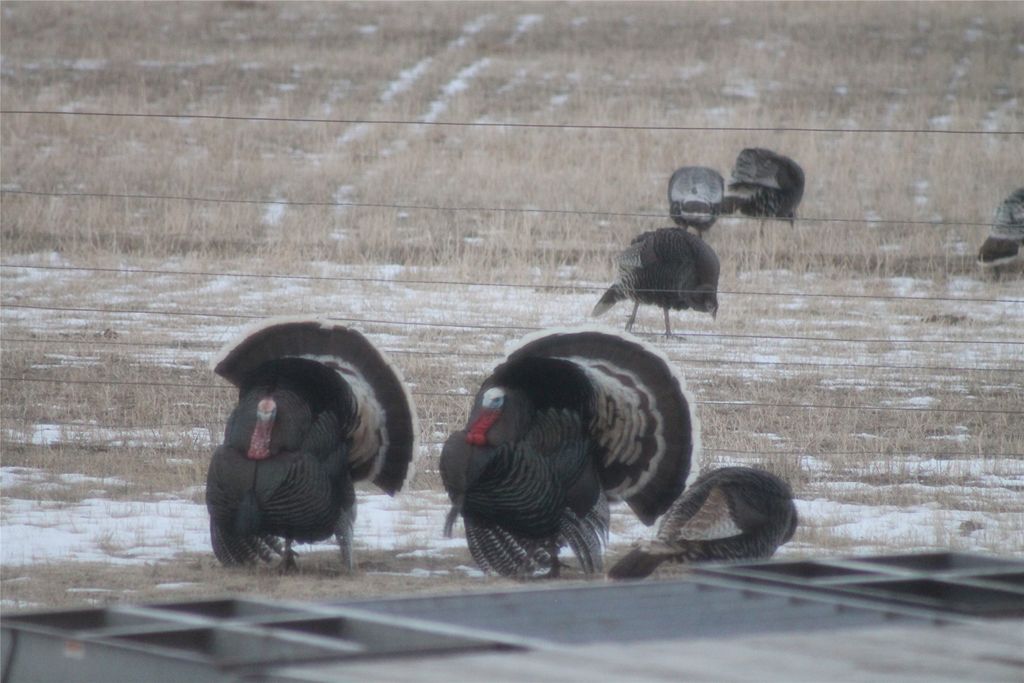 NHN Old Town Road, Three Forks, MT 59752 photo 38