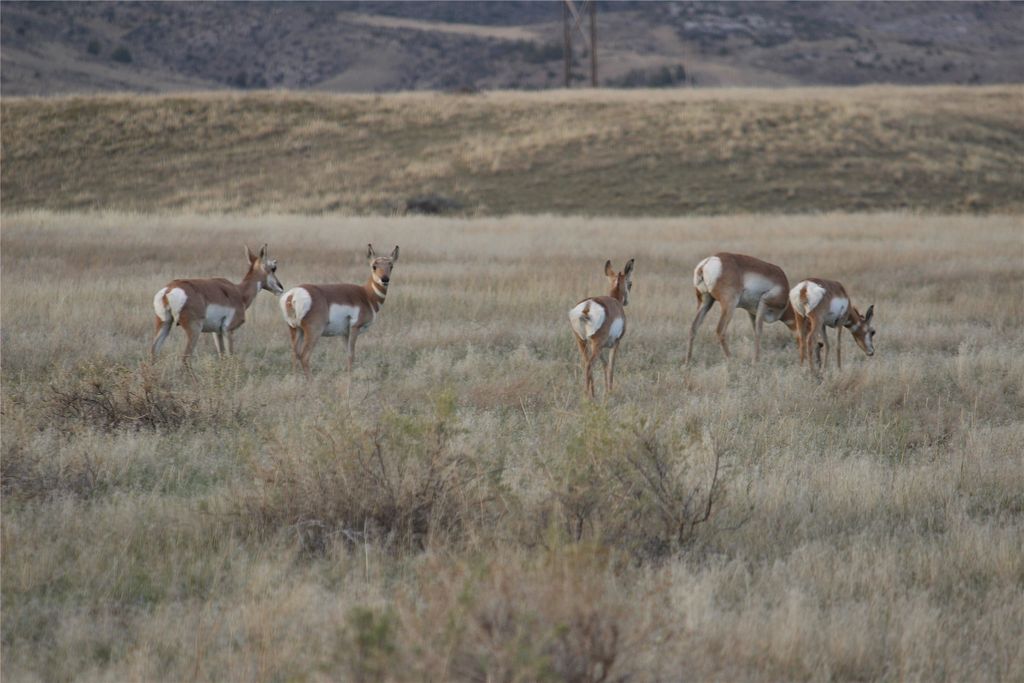 NHN Old Town Road, Three Forks, MT 59752 photo 4