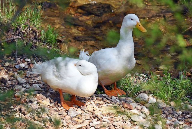 1951 Kiutuestia Creek Road, Blairsville, GA 30512