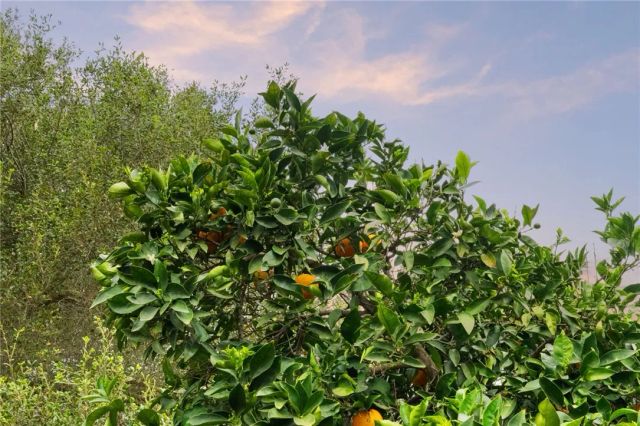 665 Norwynn Lane, Fallbrook, CA 92028