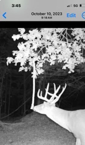 81 Wildwood Dr, Ash Flat, AR 72513