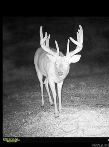 81 Wildwood Dr, Ash Flat, AR 72513