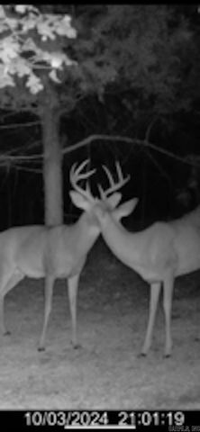 81 Wildwood Dr, Ash Flat, AR 72513