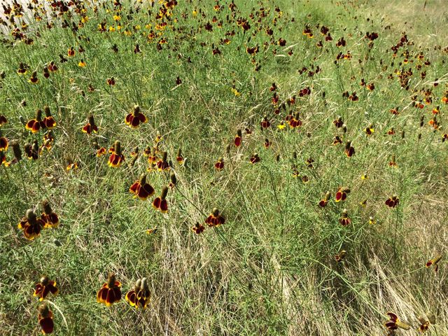 934 Beauchamp RD, Dripping Springs, TX 78620