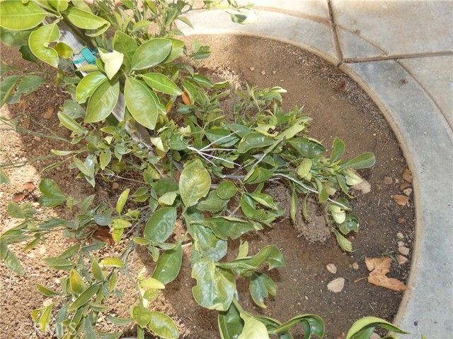 1776 Desert Almond Way, Beaumont, CA 92223