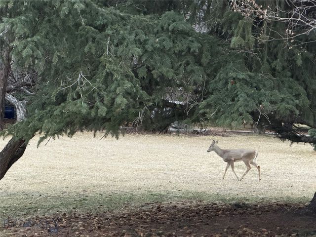 1918 & TBD Spring Creek Drive, Bozeman, MT 59715