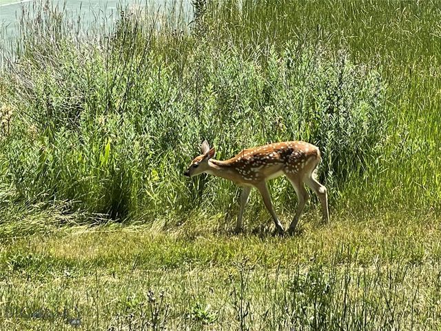 1918 & TBD Spring Creek Drive, Bozeman, MT 59715