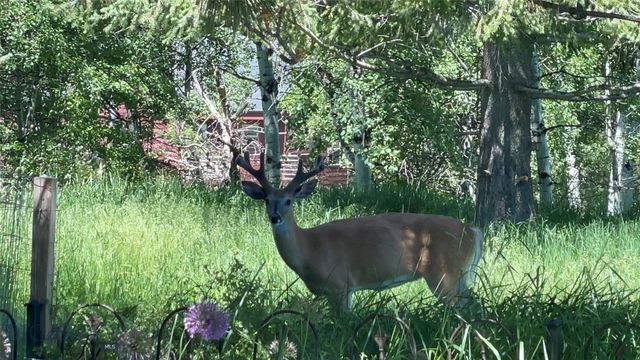 1918 & TBD Spring Creek Drive, Bozeman, MT 59715