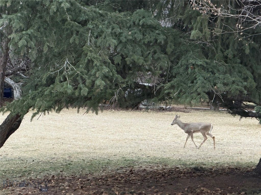 1918 & TBD Spring Creek Drive, Bozeman, MT 59715 photo 66