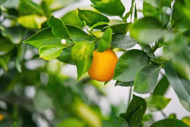 263 Vineyard Dr, San Jose, CA 95119