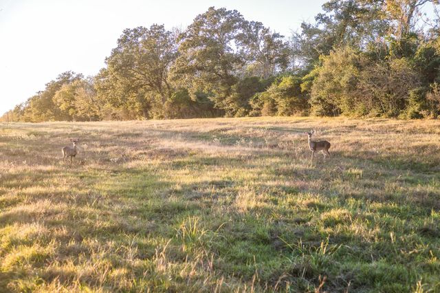 39761 Mesquite, Hempstead, TX 77445