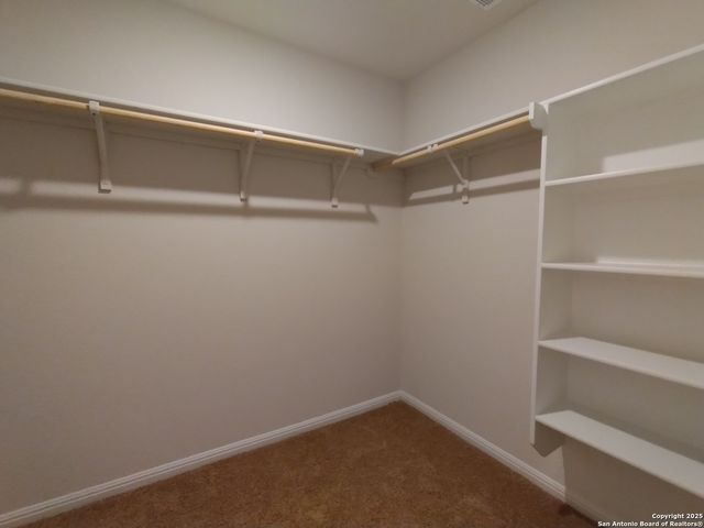 315 elephants ear, New Braunfels, TX 78130