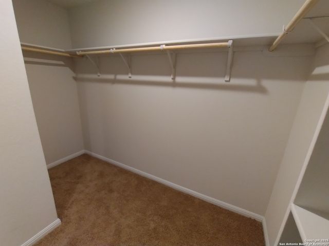 315 elephants ear, New Braunfels, TX 78130