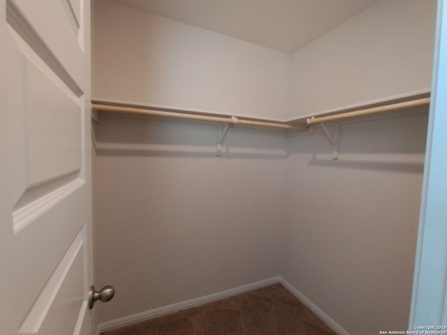 315 elephants ear, New Braunfels, TX 78130