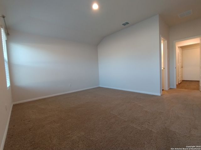 315 elephants ear, New Braunfels, TX 78130