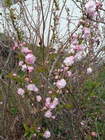 1128 N Clay Street, Nevada, MO 64772