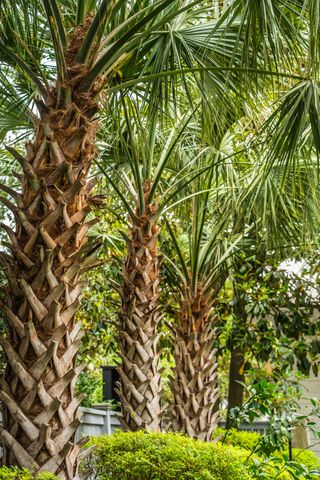 54 Dalton Street, Daniel Island, SC 29492