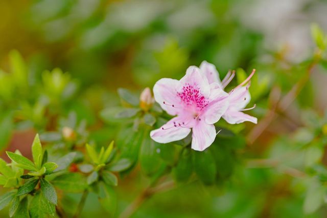 938 Clark Avenue 50, Mountain View, CA 94040