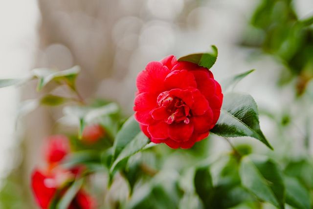 938 Clark Avenue 50, Mountain View, CA 94040