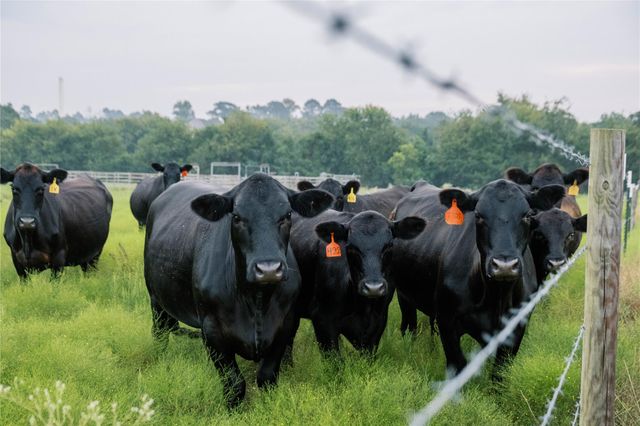TBD Fm 2754, Brenham, TX 77833