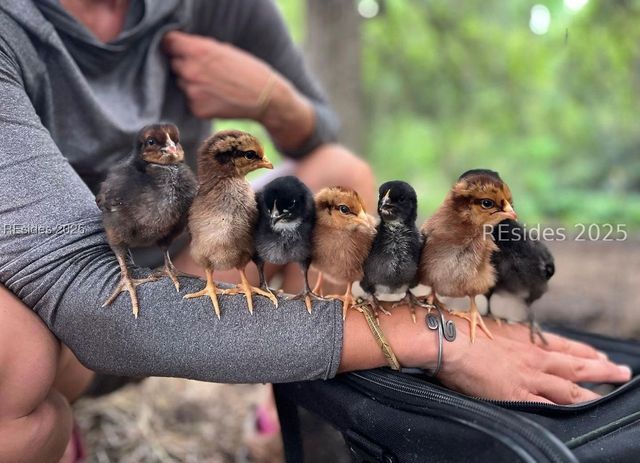 11 Old Oak Rd, Bluffton, SC 29909