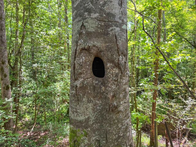 TBD Hickman Rd, Burkeville, TX 75932