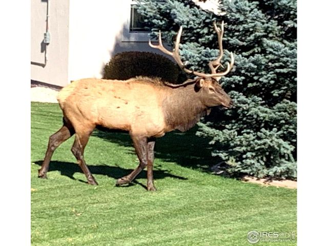 910 Owl Grove Pl, Loveland, CO 80537