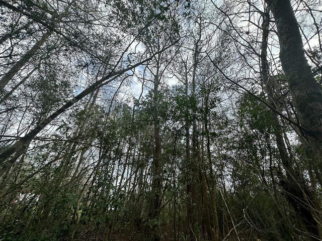 0 Redbud Drive, Conroe, TX 77302