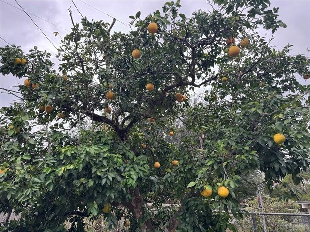 1001 W 7th Street, Weslaco, TX 78596