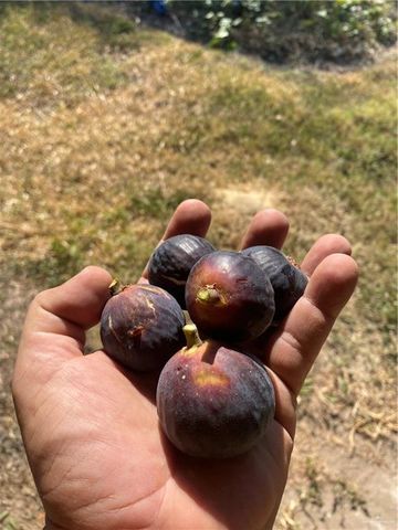 1001 W 7th Street, Weslaco, TX 78596