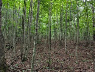 Lot 14 Pine Grove Drive, Epworth, GA 30541
