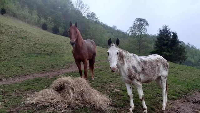 5446 KY 378, Vancleve, KY 41385