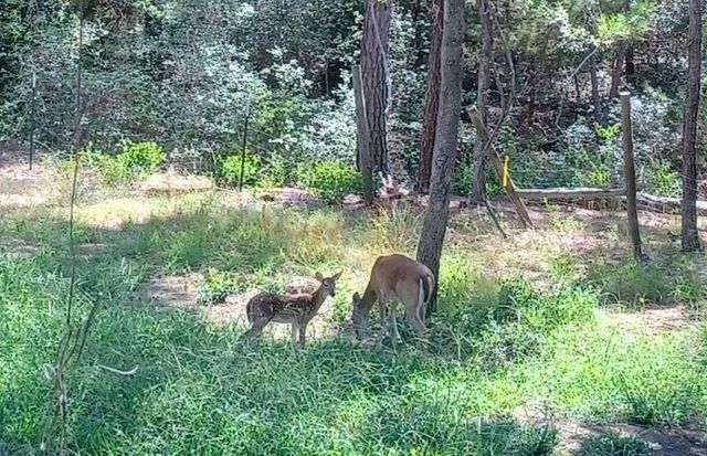 172 Pine Canyon DR, Smithville, TX 78957