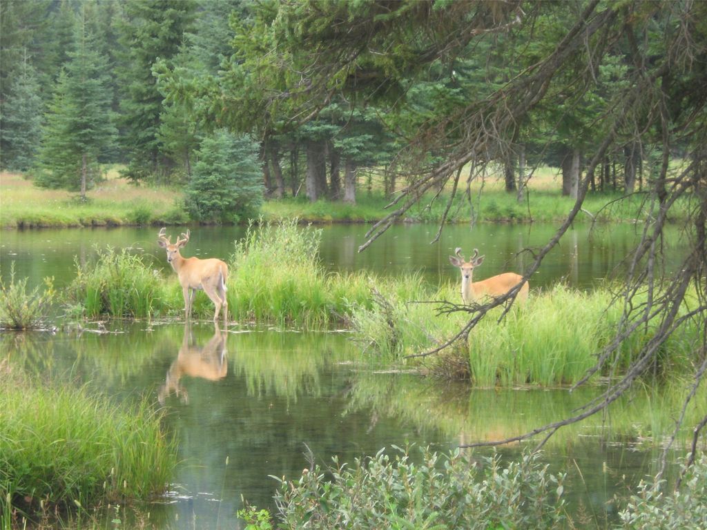8500 North Fork Road, Polebridge, MT 59928 photo 122