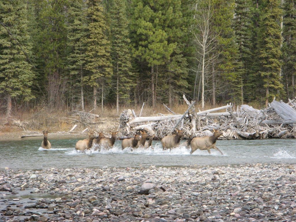 8500 North Fork Road, Polebridge, MT 59928 photo 124
